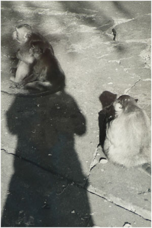 Photo: Gudrun Wassermann mit Affen