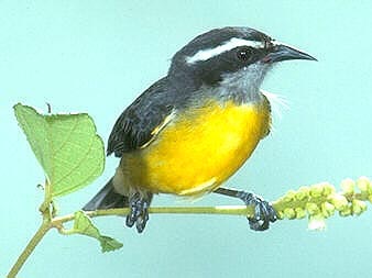 Bananaquit