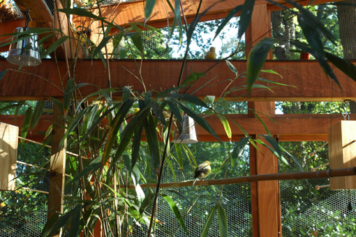 Aviary in Neerpelt/Belgium