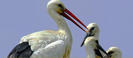 Weißstorch (Ciconia ciconia)