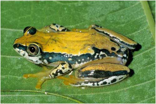 Heterixalus tricolor