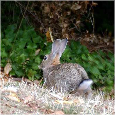 Wildkaninchen - Oryctolagus cuniculus