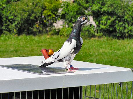 Pigeon with Flute